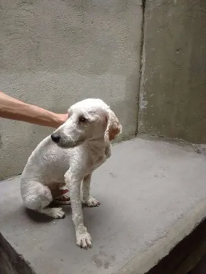 Cachorro raça Poodle idade 1 ano nome Kelphi