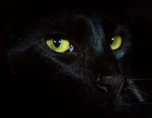 Gato raça srd idade 7 a 11 meses nome Samuel