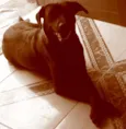 Pretona