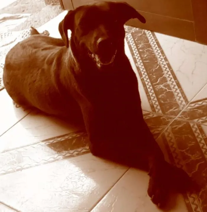 Cachorro ra a SRD idade 6 ou mais anos nome Pretona