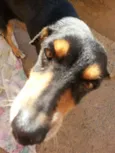 Piriguete
