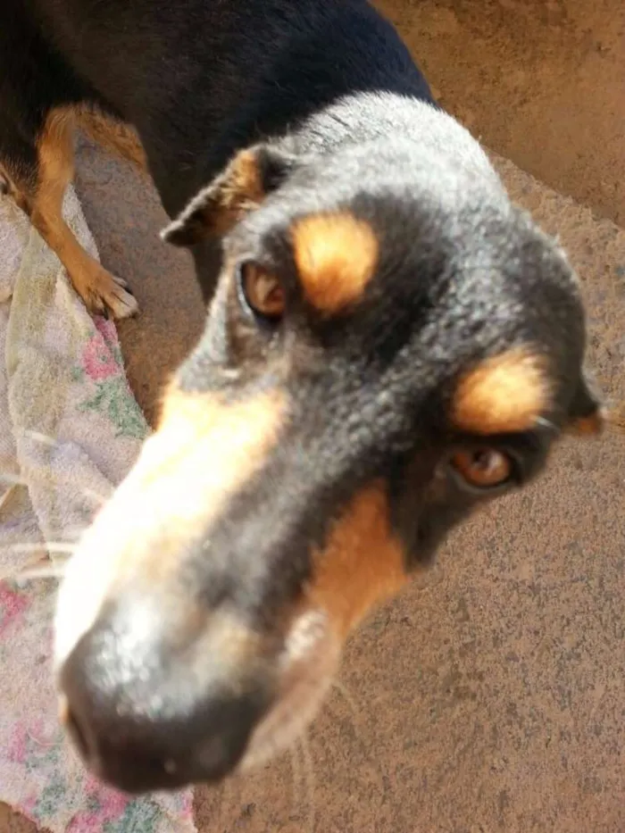 Cachorro ra a SRD idade 6 ou mais anos nome Piriguete
