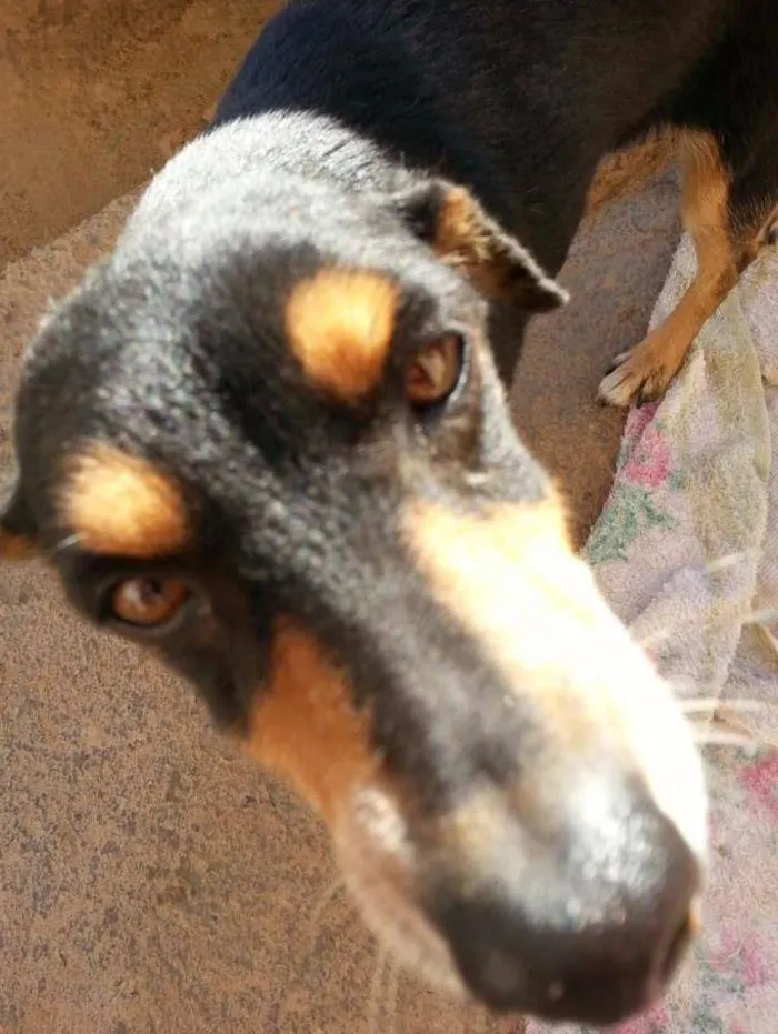 Cachorro ra a SRD idade 6 ou mais anos nome Piriguete