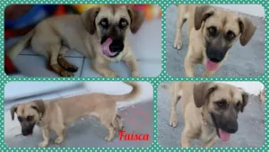 Cachorro raça SRD idade 1 ano nome Faísca