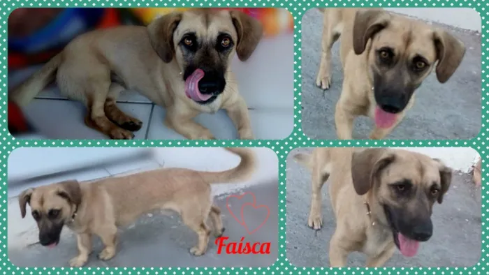 Cachorro ra a SRD idade 1 ano nome Faísca