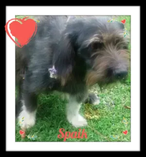 Cachorro raça SRD idade 2 anos nome Spaik