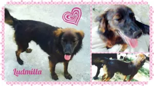 Cachorro raça SRD idade 7 a 11 meses nome Ludmilla