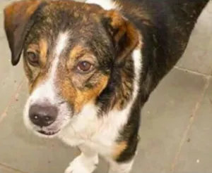 Cachorro raça SRD idade 5 anos nome Bob