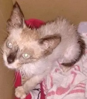 Gato raça  idade  nome Gatinha