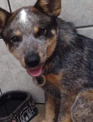 Cachorro raça RED HEELER COM VIRA LATA idade 2 anos nome GAUCHA