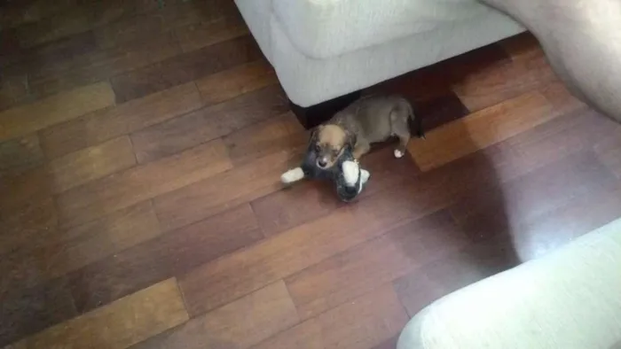 Cachorro ra a vira lata idade Abaixo de 2 meses nome Mel