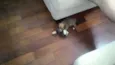 Mel