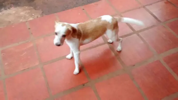 Cachorro ra a  idade 1 ano nome Bia