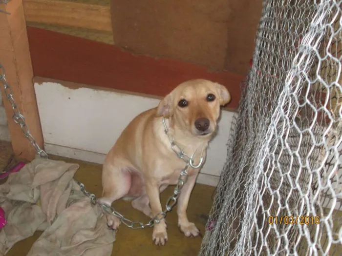 Cachorro raça mestiço idade 1 ano nome Portinari