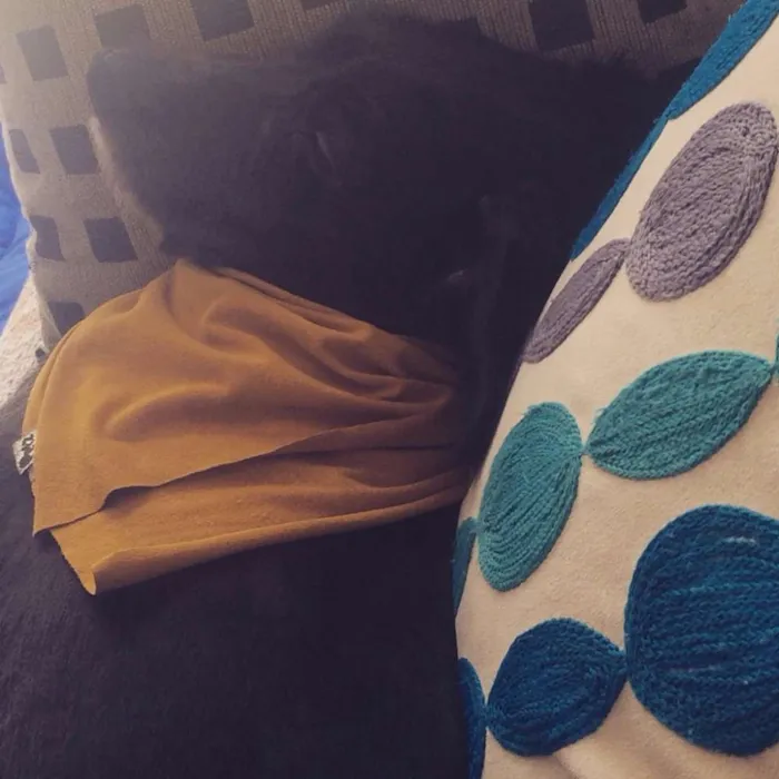 Cachorro ra a SRD idade 7 a 11 meses nome Jazz