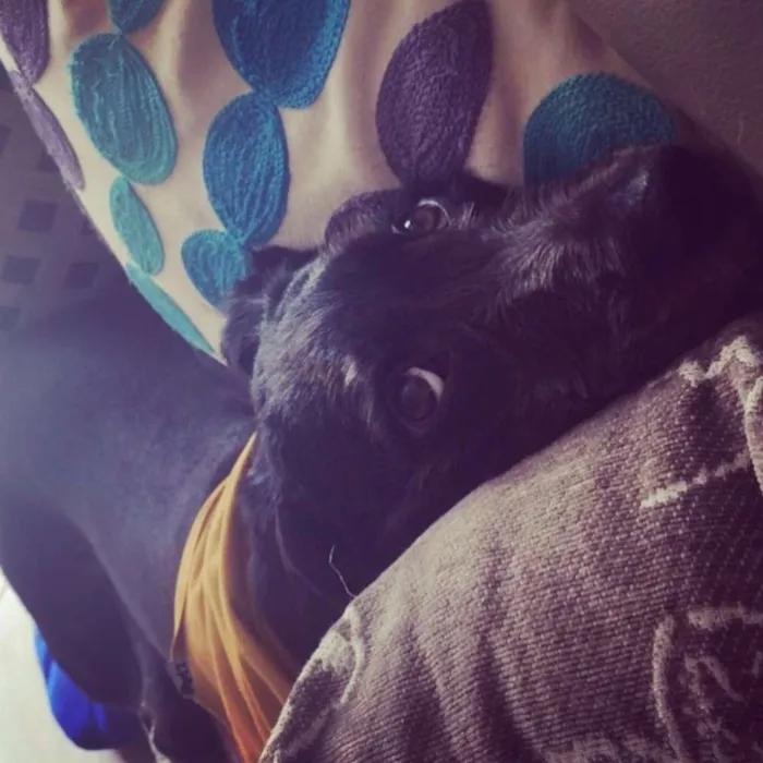 Cachorro ra a SRD idade 7 a 11 meses nome Jazz