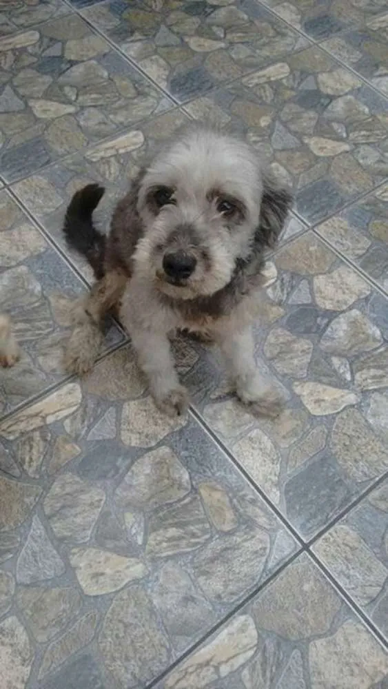 Cachorro ra a mix poodle idade 2 anos nome bella