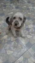 bella