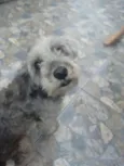bella