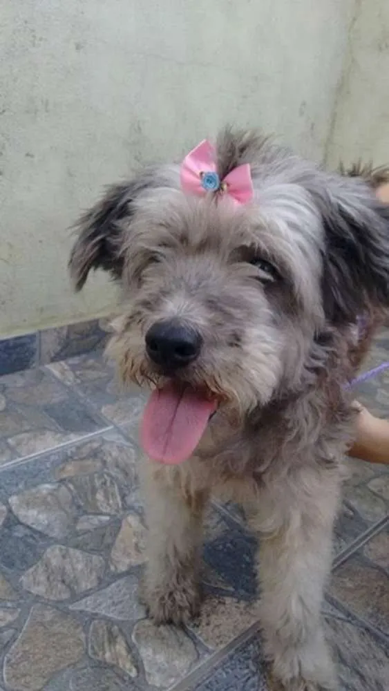 Cachorro ra a mix poodle idade 2 anos nome bella