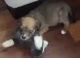 Mel
