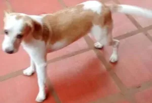 Cachorro raça  idade 1 ano nome Bia