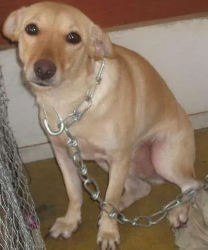 Cachorro raça mestiço idade 1 ano nome Portinari