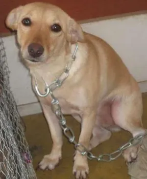 Cachorro raça mestiço idade 1 ano nome Portinari