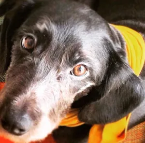 Cachorro raça SRD idade 7 a 11 meses nome Jazz