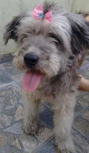 Cachorro raça mix poodle idade 2 anos nome bella