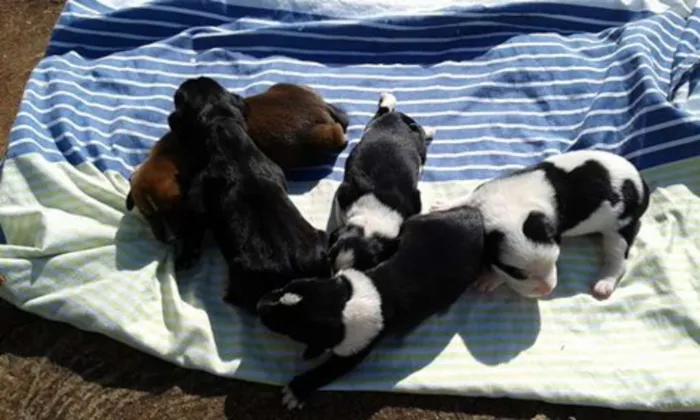 Cachorro ra a Sem Raça Definida idade Abaixo de 2 meses nome Filhotes