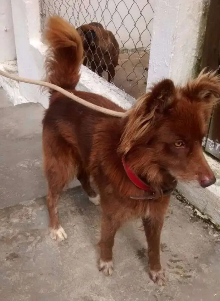 Cachorro ra a SRD idade 2 anos nome CHOCOLATE