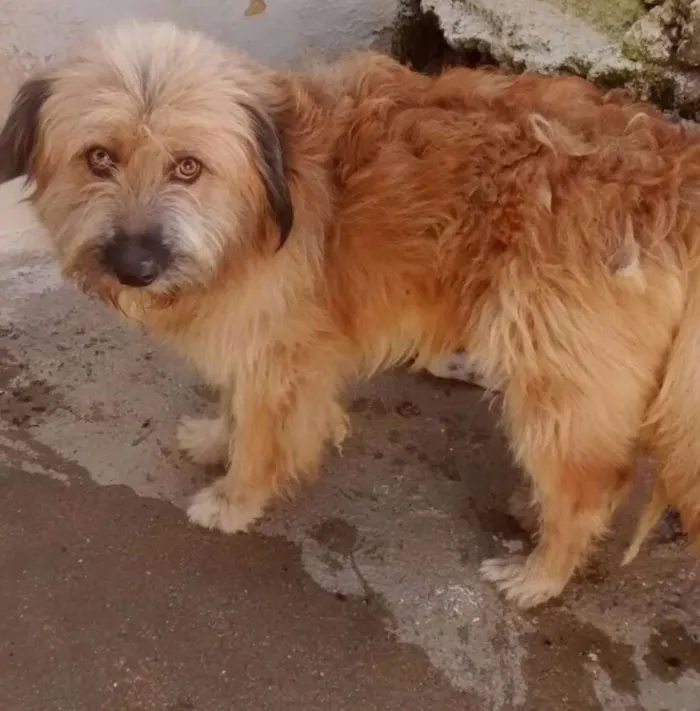 Cachorro ra a Poodle idade 3 anos nome NEM0
