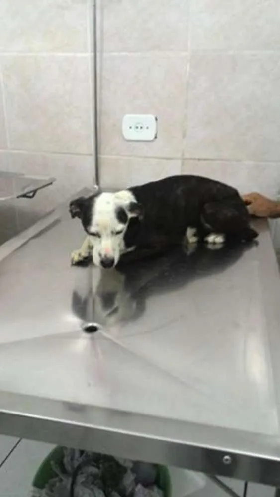 Cachorro ra a SRD idade 1 ano nome Escolha um nome par