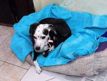 Cachorro ra a SRD idade 1 ano nome Escolha um nome par