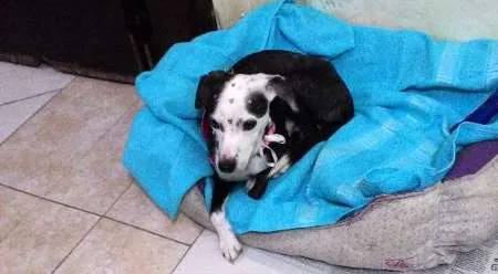 Cachorro ra a SRD idade 1 ano nome Escolha um nome par