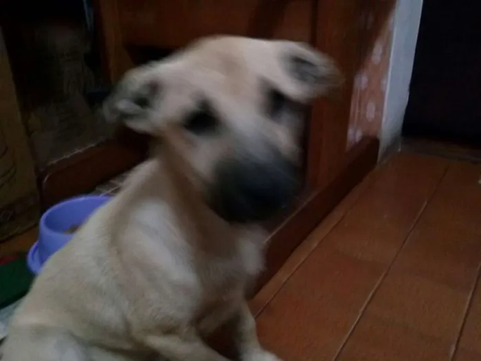 Cachorro ra a SRD idade 2 a 6 meses nome Tuti