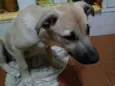 Tuti