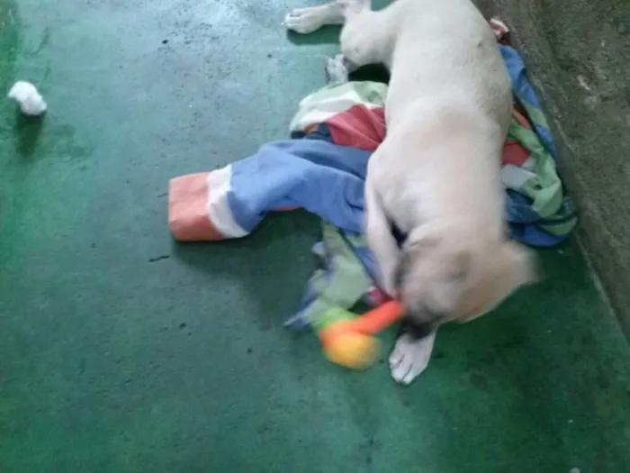 Cachorro ra a SRD idade 2 a 6 meses nome Tuti