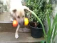 Tuti
