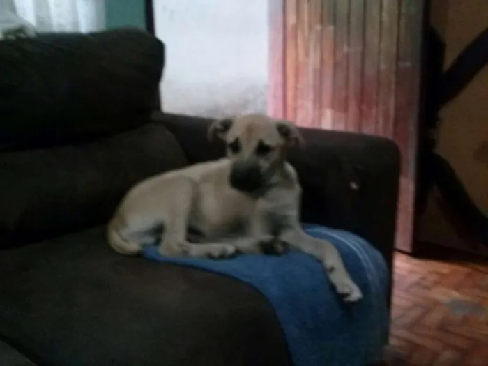 Cachorro ra a SRD idade 2 a 6 meses nome Tuti