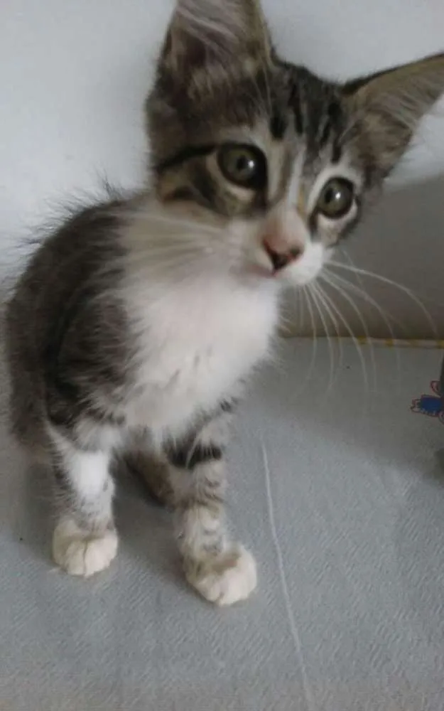 Gato ra a SRD idade 2 a 6 meses nome tigre