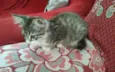 tigre