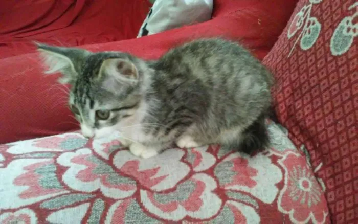 Gato ra a SRD idade 2 a 6 meses nome tigre
