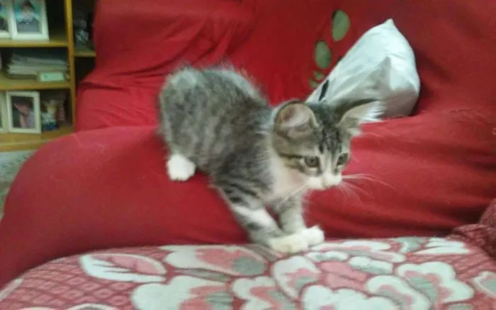 Gato ra a SRD idade 2 a 6 meses nome tigre