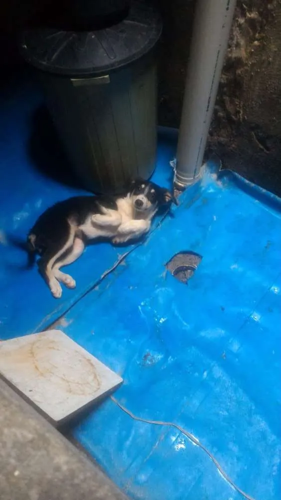 Cachorro ra a Vira lata idade 2 a 6 meses nome Pequena