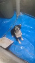 Pequena