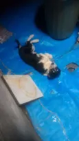Pequena