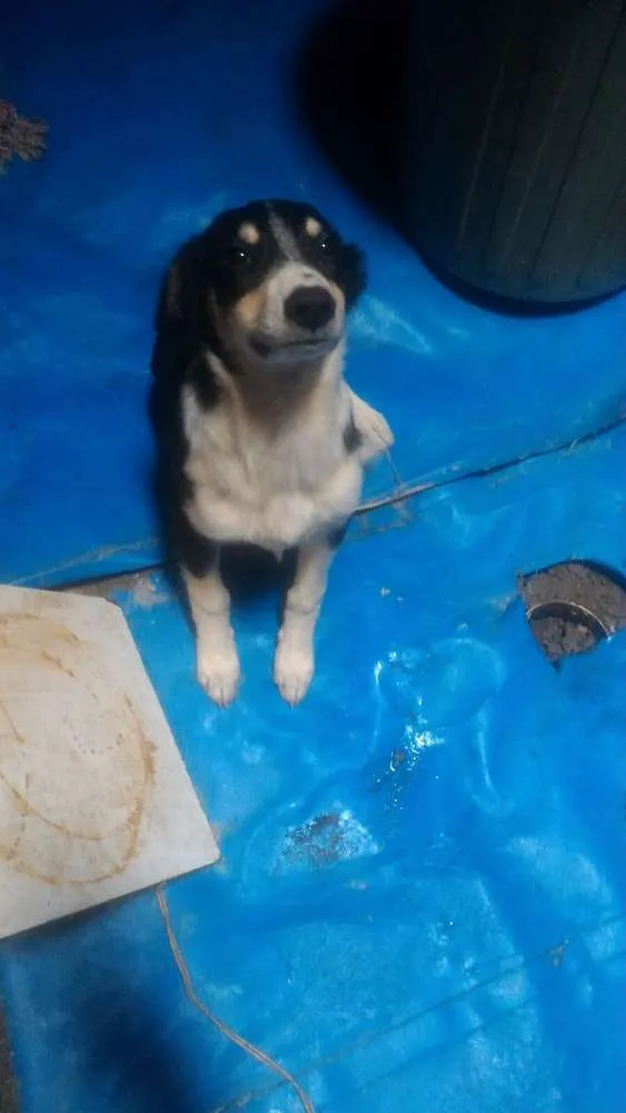 Cachorro ra a Vira lata idade 2 a 6 meses nome Pequena