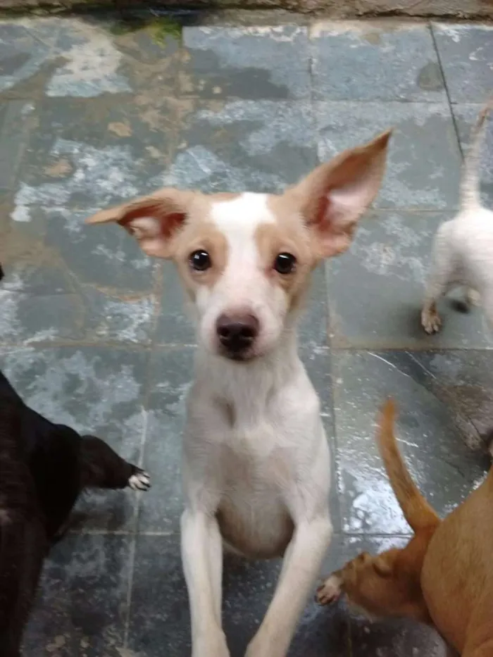 Cachorro ra a srd idade 1 ano nome Florzinha